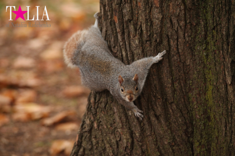 Вместо поздравления на 8 Марта! Всем женщинам посвящается! Осень 2015 или ода вечной молодости